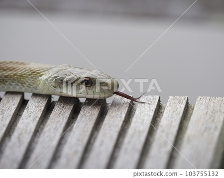 青大將吐舌頭 青大將吐舌頭 103755132