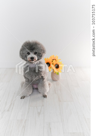 向日葵和銀色玩具貴賓犬 向日葵和銀色玩具貴賓犬 103755175