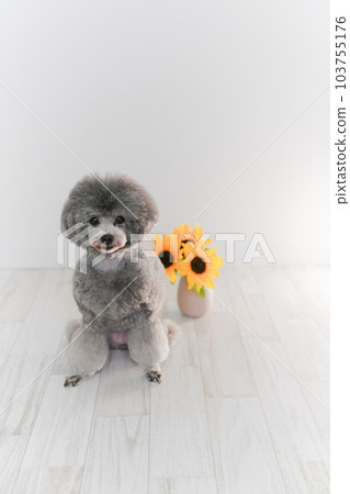 向日葵和銀色玩具貴賓犬 向日葵和銀色玩具貴賓犬 103755176