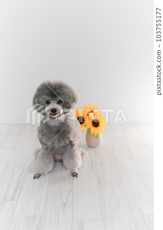 向日葵和銀色玩具貴賓犬 103755177