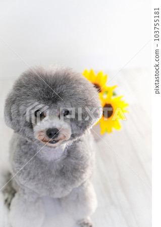 向日葵和銀色玩具貴賓犬 103755181