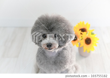 向日葵和銀色玩具貴賓犬 103755182