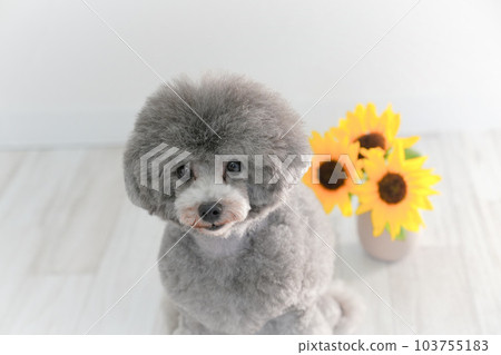 向日葵和銀色玩具貴賓犬 103755183