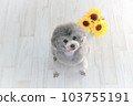 向日葵和銀色玩具貴賓犬 向日葵和銀色玩具貴賓犬 103755191