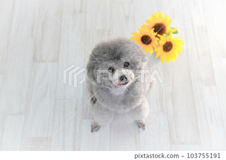 sunflower and silver toy poodle 103755191