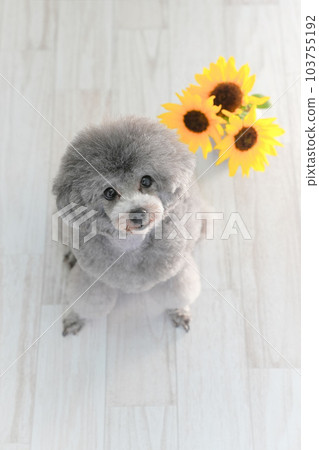 sunflower and silver toy poodle sunflower and silver toy poodle 103755192