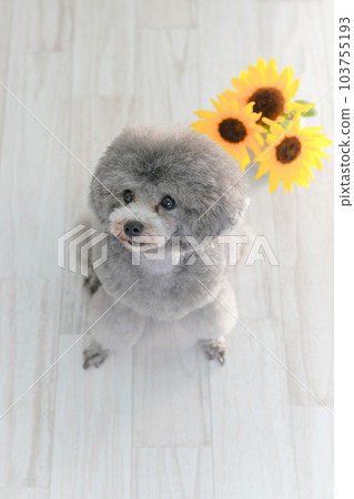 向日葵和銀色玩具貴賓犬 向日葵和銀色玩具貴賓犬 103755193