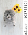 向日葵和銀色玩具貴賓犬 向日葵和銀色玩具貴賓犬 103755194