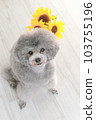 向日葵和銀色玩具貴賓犬 向日葵和銀色玩具貴賓犬 103755196