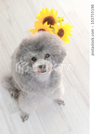 向日葵和銀色玩具貴賓犬 向日葵和銀色玩具貴賓犬 103755196
