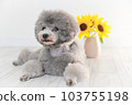 向日葵和銀色玩具貴賓犬 向日葵和銀色玩具貴賓犬 103755198