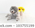 向日葵和銀色玩具貴賓犬 向日葵和銀色玩具貴賓犬 103755199