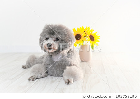 向日葵和銀色玩具貴賓犬 向日葵和銀色玩具貴賓犬 103755199