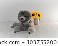 向日葵和銀色玩具貴賓犬 向日葵和銀色玩具貴賓犬 103755200
