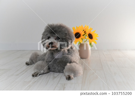 向日葵和銀色玩具貴賓犬 向日葵和銀色玩具貴賓犬 103755200