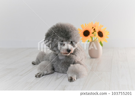 sunflower and silver toy poodle 103755201