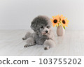 向日葵和銀色玩具貴賓犬 向日葵和銀色玩具貴賓犬 103755202