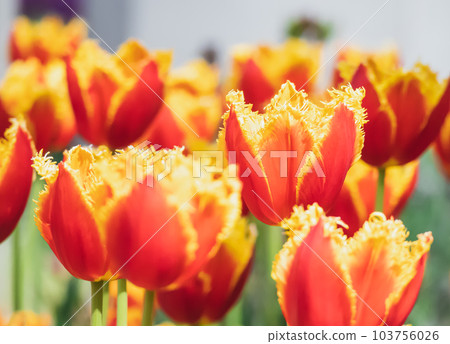Beautifully blooming tulips 103756026