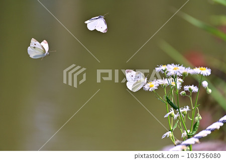Cabbage white butterfly sucking the nectar of halzion Cabbage white butterfly sucking the nectar of halzion 103756080