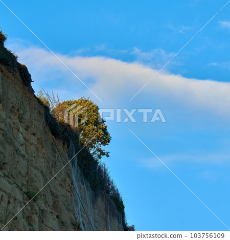 Looking up at a tree on the edge of a chalk cliff Looking up at a tree on the edge of a chalk cliff 103756109