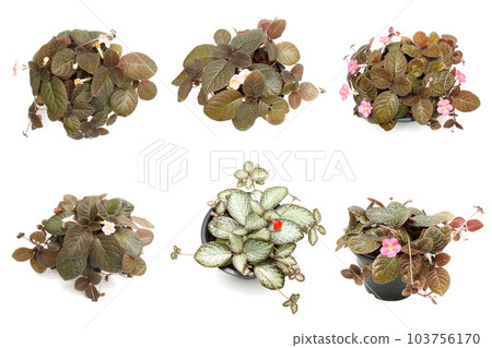 Episcia Cupreata house plants isolated on white background Episcia Cupreata house plants isolated on white background 103756170
