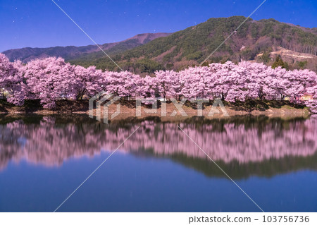《長野縣》月夜櫻花・六道堤櫻花 103756736