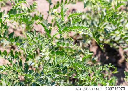 Chickpeas in garden with leaves. Chickpeas plant growing. 103756975