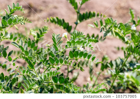Chickpeas in garden with leaves. Chickpeas plant growing. 103757005