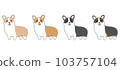 四種顏色的柯基犬插圖 103757104