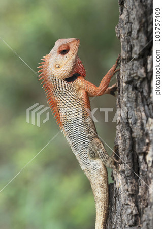 Closeup of Breeding plumage of Changable garden lizard, Calotes versicolor at Satara, Maharashtra Closeup of Breeding plumage of Changable garden lizard, Calotes versicolor at Satara, Maharashtra 103757409