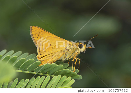 Whirlabout grass skipper butterfly, Polites vibex at Satara, Maharashtra 103757412