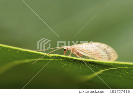 Brown indian lacewing, Chrysoperla carnea at Satara, Maharashtra 103757416