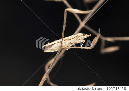 Crambid moth, Crambus pascuella at Satara, Maharashtra Crambid moth, Crambus pascuella at Satara, Maharashtra 103757418