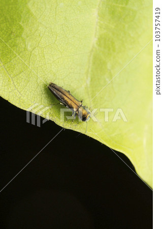 Dogwood cambium borer, Agrillus cephalicus at Satara, Maharashtra 103757419