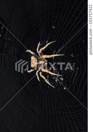 Flat back spider, Poltys illepidus at Satara, Maharashta Flat back spider, Poltys illepidus at Satara, Maharashta 103757421