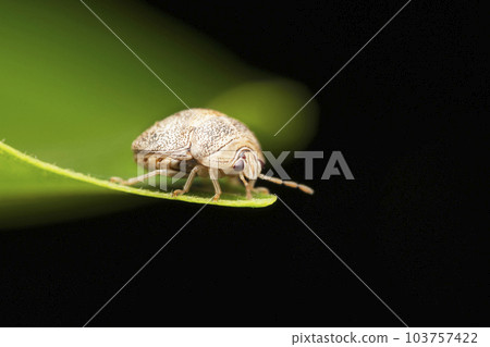 Lateral of Bean plastid beetle, Megacopta cribraria at Satara, Maharashtra Lateral of Bean plastid beetle, Megacopta cribraria at Satara, Maharashtra 103757422