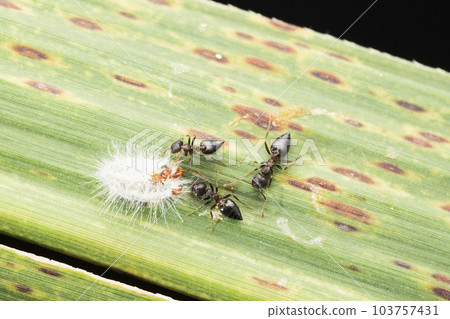 Red ant checking on mealy bugs, Ferrisia virgata at Satara, Maharashtra Red ant checking on mealy bugs, Ferrisia virgata at Satara, Maharashtra 103757431