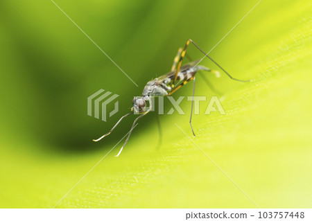 Stilt legged fly, Rainieria antennaepes at Satara, Maharashtra 2 103757448