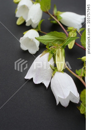 White campanula flower on black background 103757945