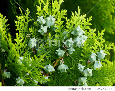 帶有淡藍色球果的松樹（初夏的加賀美川岸邊） 103757948