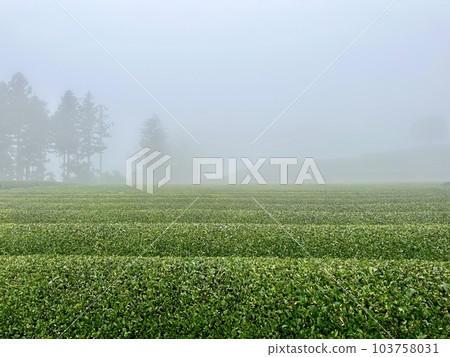 rain fog and tea plantation rain fog and tea plantation 103758031