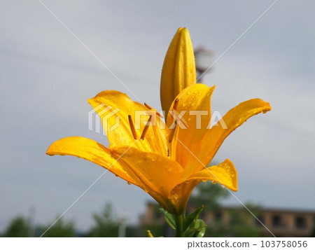 Yellow lilies after the rain (close-up of lilies with raindrops) Yellow lilies after the rain (close-up of lilies with raindrops) 103758056