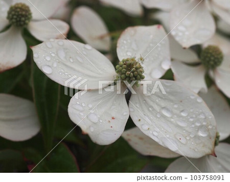 White flowers of Japanese dogwood with water droplets (Ameagari no Yamaboshi) 103758091
