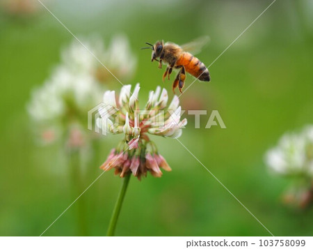 Close-up of a honey bee taking off from a white flower of a white clover Close-up of a honey bee taking off from a white flower of a white clover 103758099