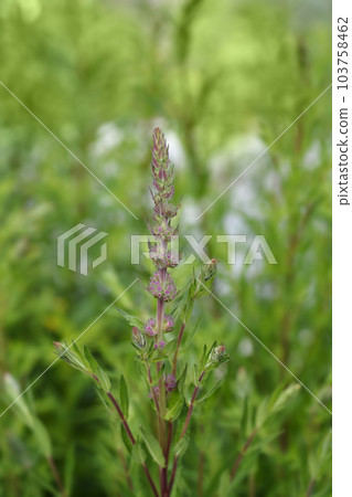 Purple loosestrife Purple loosestrife 103758462