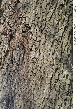 English oak English oak 103758478