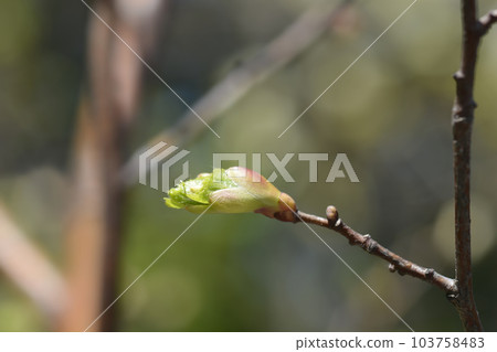 Small-leaved lime Greenspire Small-leaved lime Greenspire 103758483