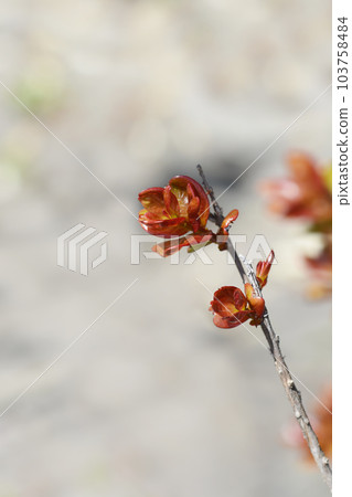 Crepe myrtle 103758484