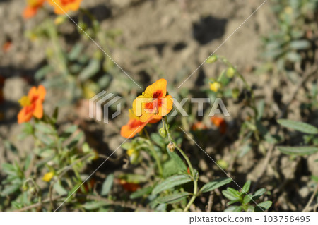 Rockrose Ben Heckla 103758495