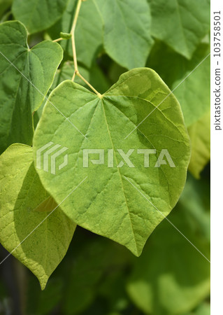 Eastern Redbud The Rising Sun 103758501